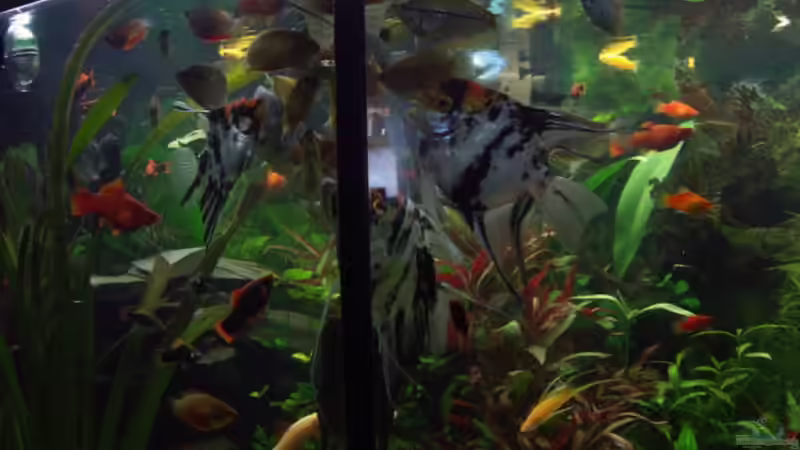 Das Große Fressen!!!!!!!!!!!!!!!! von Kai Holdinghausen (34)