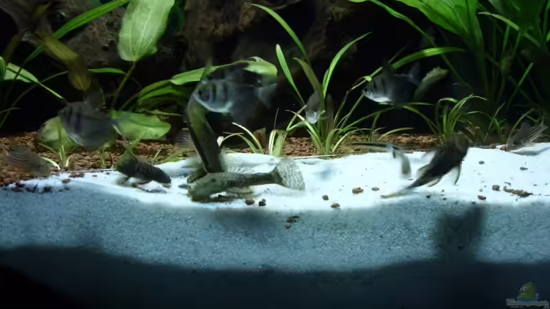 das große Fressen von Oliver Boden (43)