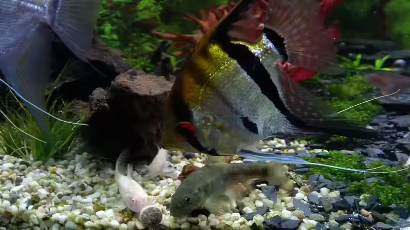 Das große Fressen von Sanyarhu (20)