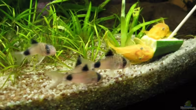 Das grosse Fressen von Sascha Bötzel (14)