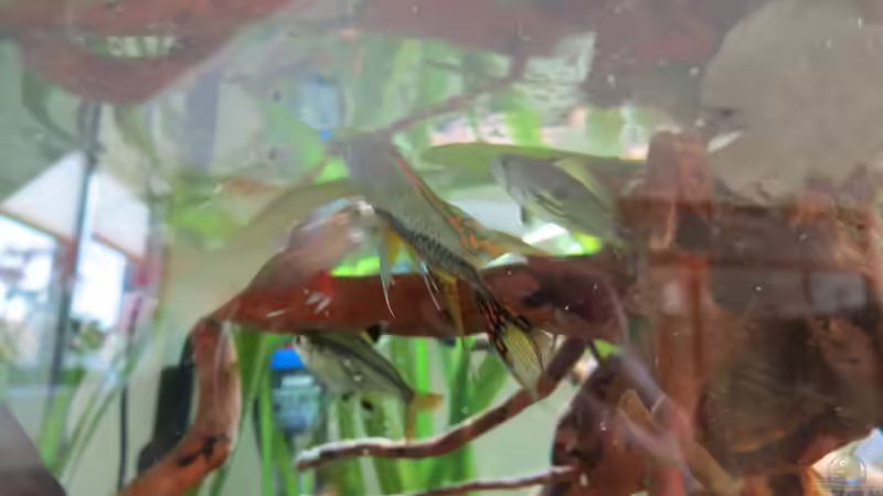 Das große Fressen von Skalarjoe (26)