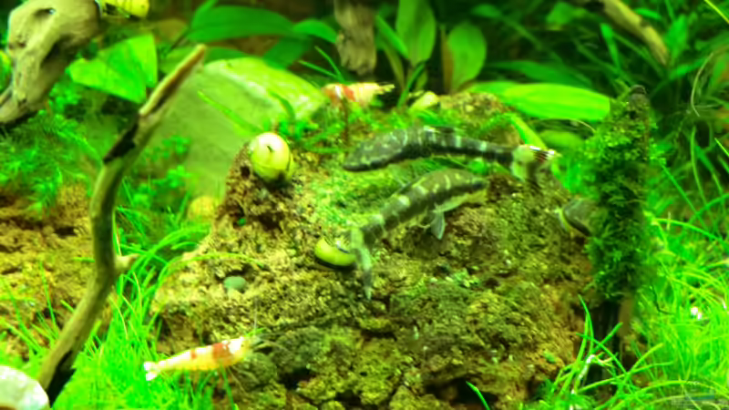 das große füttern von Walde (123)