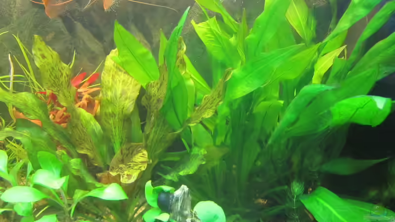 Das Grün gedeiht..aber das Gesamtbild passt nicht...deshalb UMGESTALTUNG von Mofafi-Liebhaber (75)