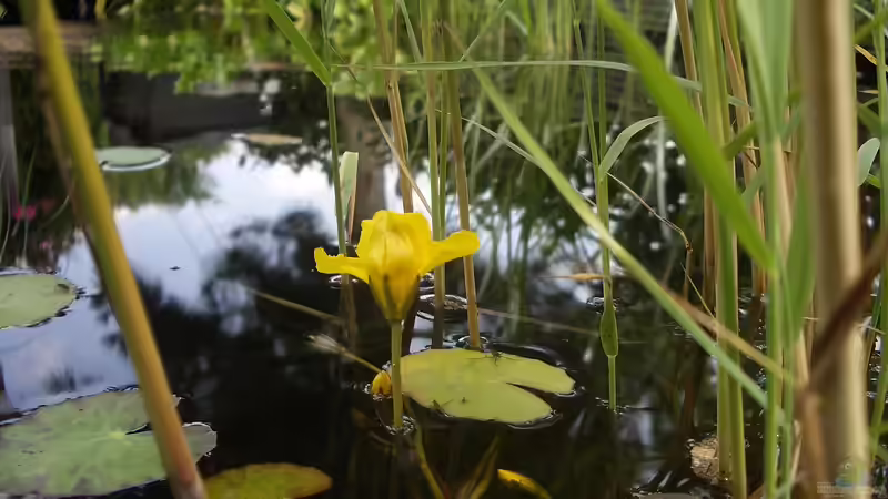 Das Grün rund um den Gartenteich: Diese Pflanzen solltest du unbedingt vermeiden