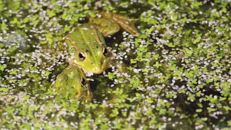 Das Grün rund um den Gartenteich: Diese Pflanzen solltest du unbedingt vermeiden