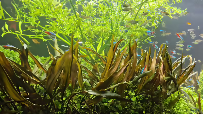 Das grüne Herz deines Aquariums: Der ultimative Guide für eine prächtige Unterwasserlandschaft