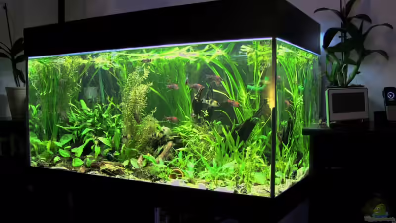 Das grüne Juwel ist der Blickpunkt im Wohnzimmer