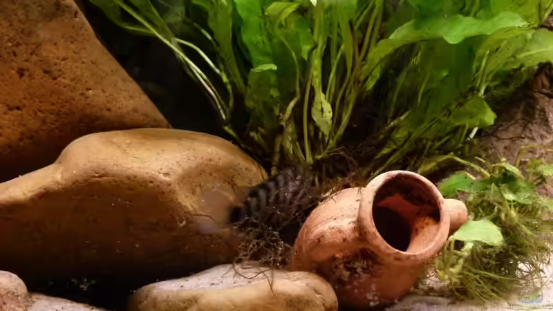 Das Grünflossenbuntbarschweibchen: Königin im Buddeln von Malawilike (7)