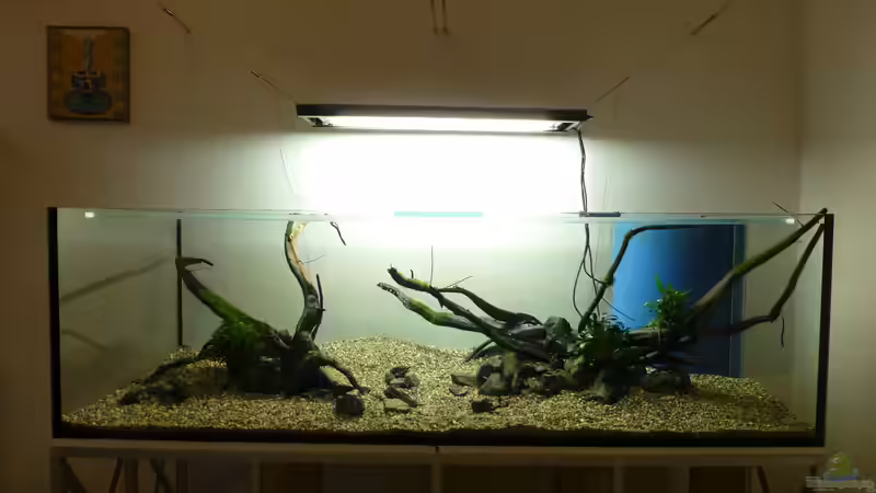 Das Hardscape ist fertig von Torsten Franke (5)