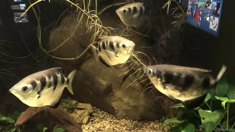 Das Haus der Natur in Salzburg Teil 2 - Aquarien und Informationen