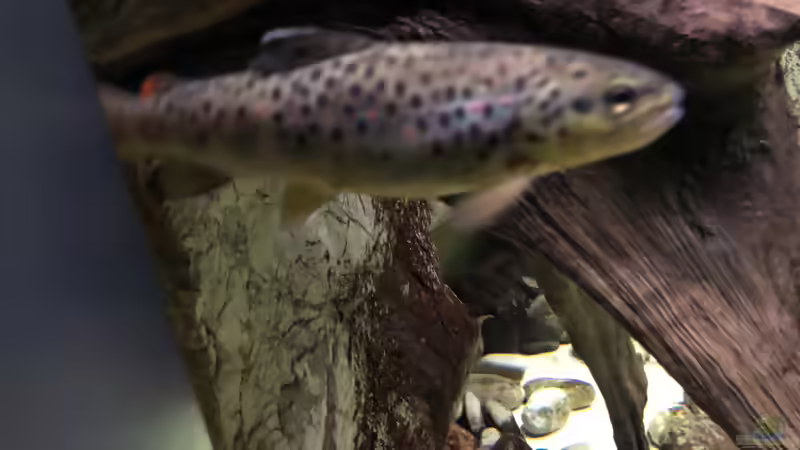 Das Haus der Natur in Salzburg Teil 2 - Aquarien und Informationen