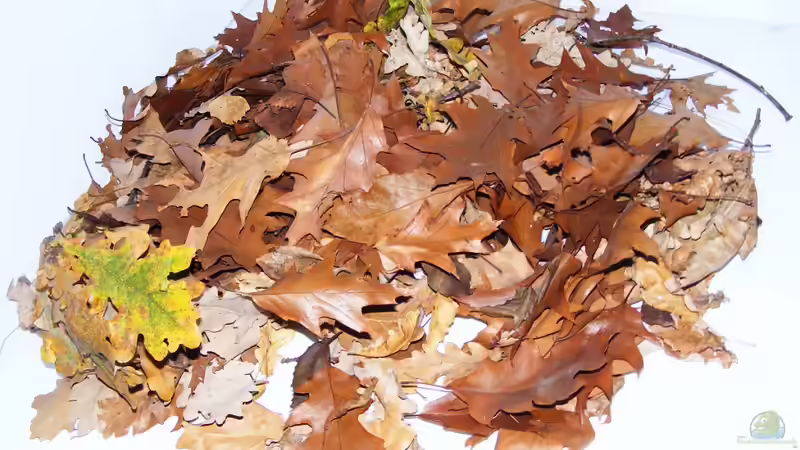 Das Herbstlaub von Falk (56)