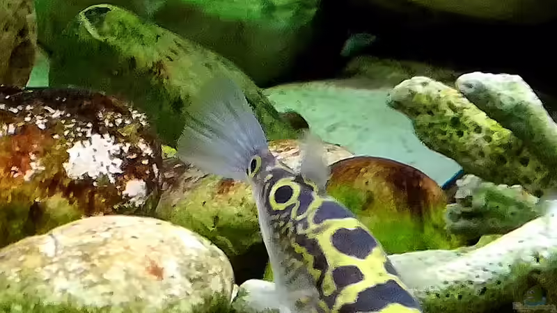 Das Herz am rechten Fleck???? von Bermuda 3eck (48)