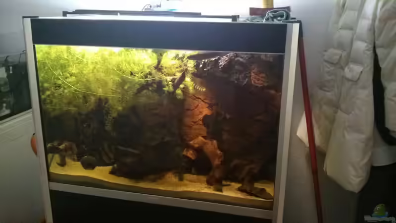 Das Hornkraut wuchert Prächtig von AquaTobi90 (6)