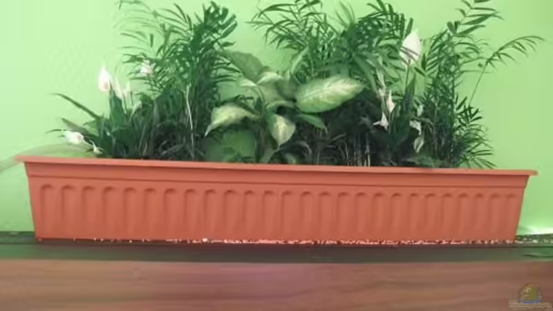 Das Hydrokultur-Nitratbecken von Sandy_ (19)