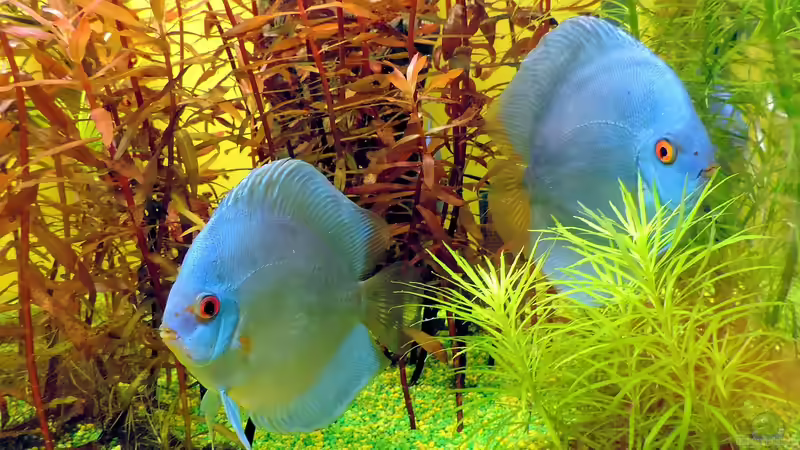 Das Immunsystem von Zierfischen: So kannst du es stärken