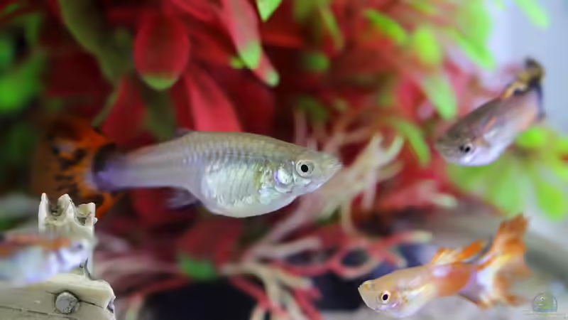 Das Immunsystem von Zierfischen: So kannst du es stärken