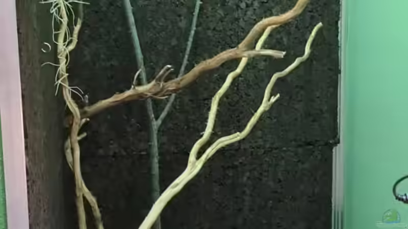 Das Inventar zieht ein. von Cichliden-Kabuff (21)