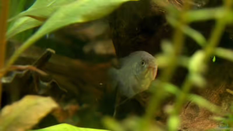 Das is dem Herrn Doris sein Frauchen, Colisa lalia NEON Weibchen von Fabian Eckel (20)