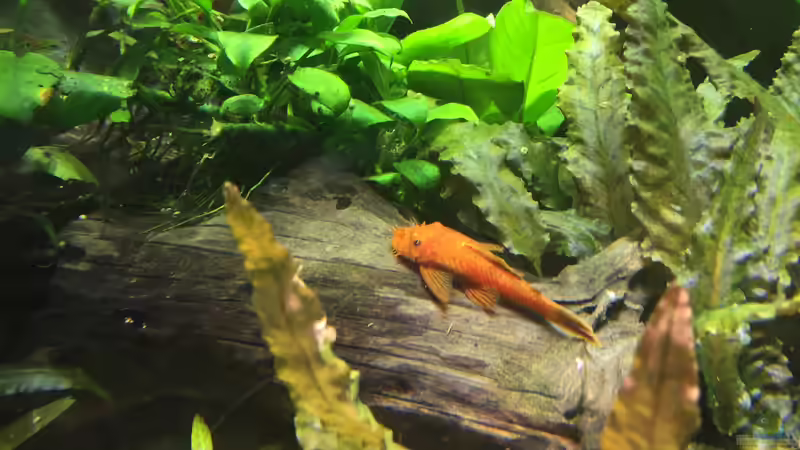 das is der 2. von Diedelsen (20)