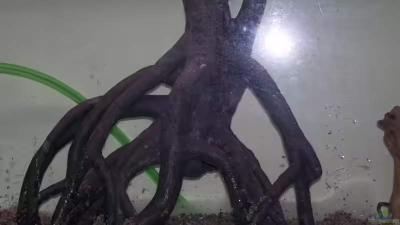 Das is die künstliche Wuzel von Theo Heimann (7)