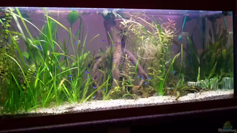 Das is es mein neues 240L Aquarium von Theo Heimann (1)
