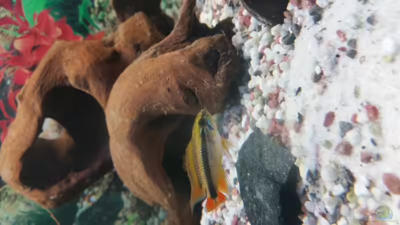 das ist Arthur, unser erstes Apistogramma agassizii Männchen. Leider ist er von von SvenDerGroße (17)