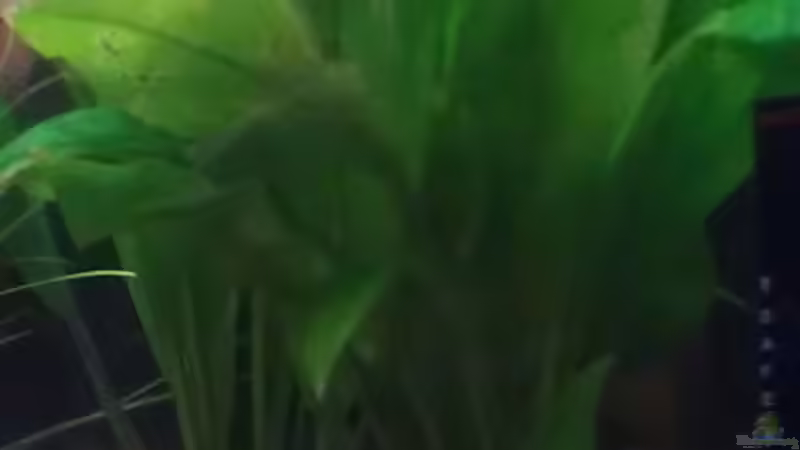 Das ist aufjedenfall eine Echinodorus von Tobi L. (14)