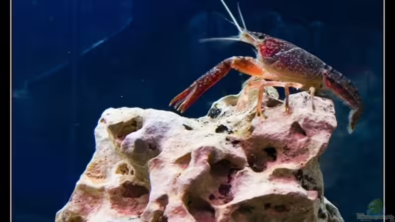 das ist dann mein krebs von Volker Katers (3)