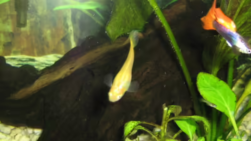 Das ist das Wurzelholz. von Dennis Jaaks (10)