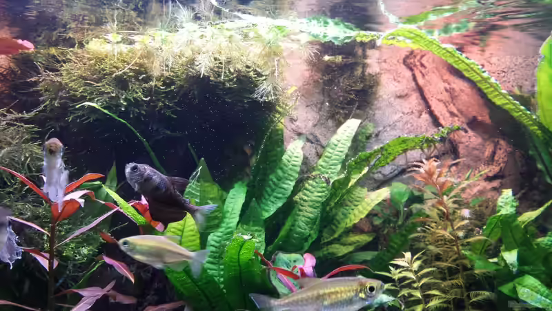 das ist der letzte überbliebene Trauermantel, den hab ich schon über 10 Jahre und von Thomas Müller (70)