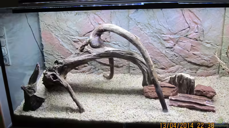 Das ist der linke Teil des Beckens mit der grossen und einer kleinen Morkienholzwurzel von Ottche (126)