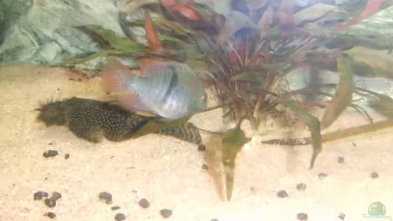 das ist der Papa-Bock als Jungfisch :) von Melanie Burkhard (13)