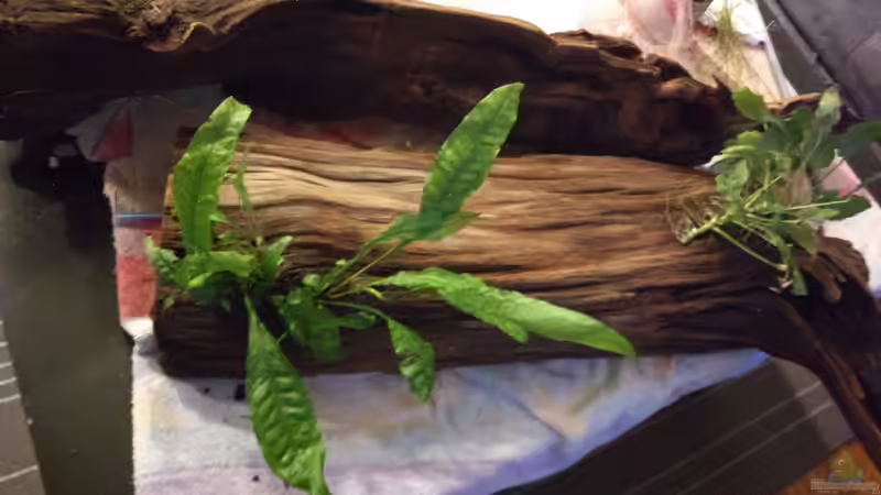 das ist die größte Höhle, von innen komplett hohl von Tiburón (23)