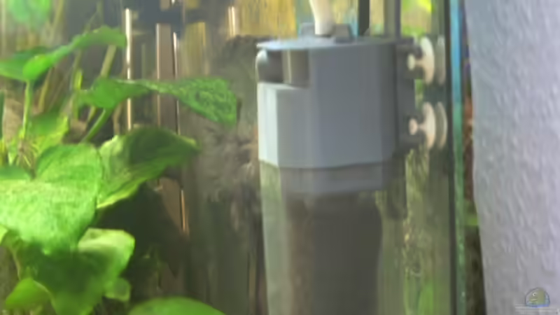 DAS IST DIE PUMPE IN MEINEM AXOLOT BECKEN von Emmy Bergmann (12)