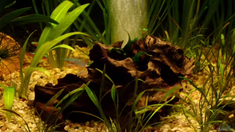 Das ist die Wurzel mit Ausströmstein (Schlauch ist ´unterirdisch´ verlegt^.^) von Chris P. (11)