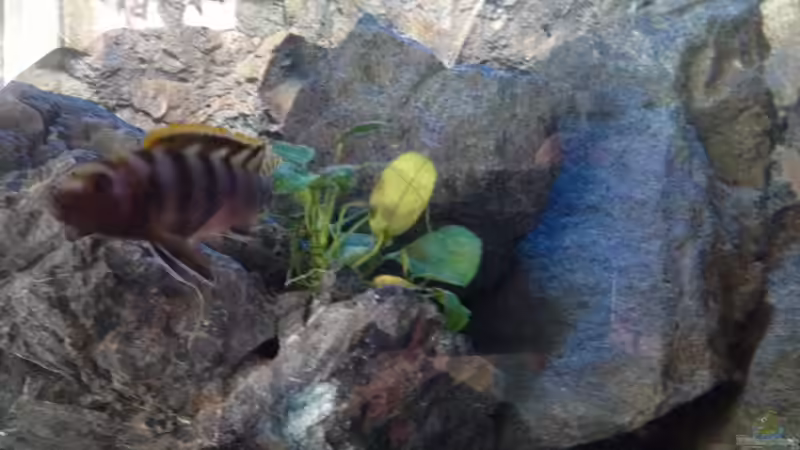 Das ist doch kein Weibchen (mehr)??? von der Steirer (135)