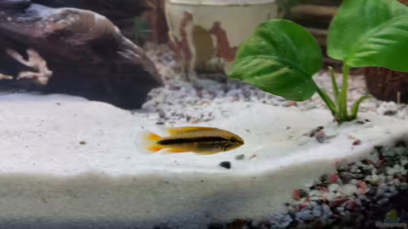 das ist ein Weibchen Apistogramma agassizii mit Namen Gerlinde, dachten wir. Es hat sich leider raus gestellt das er nach einer weile gewachsen ist und ein Männchen ist. von SvenDerGroße (15)