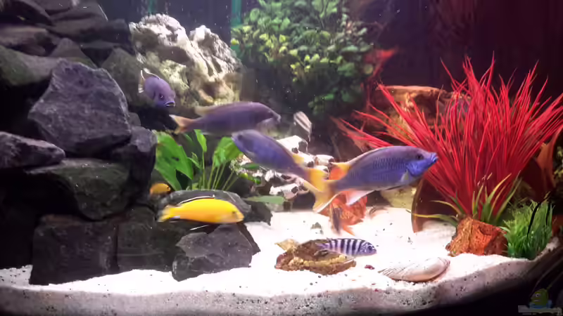 das ist eine Aufnahme vor 8 Jahren von Tabea Frey (2)