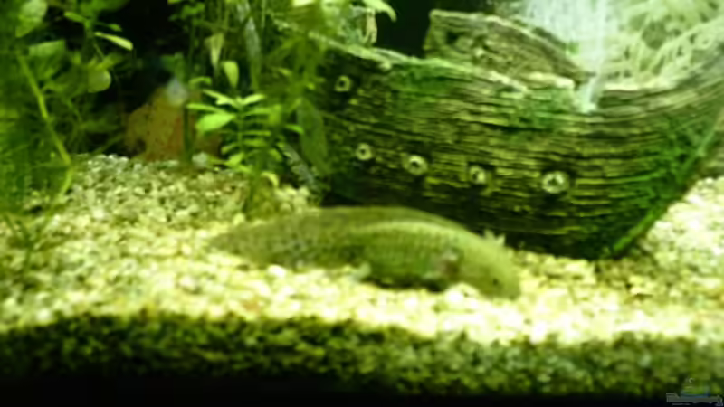 Das ist einer meiner 3 Axolotl von Marc Holthausen (4)