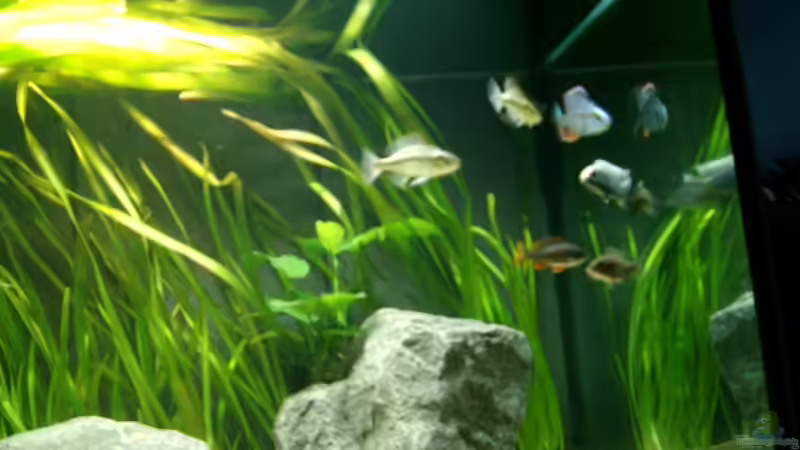 Das ist fast die ganze Bande. von Crenii (7)