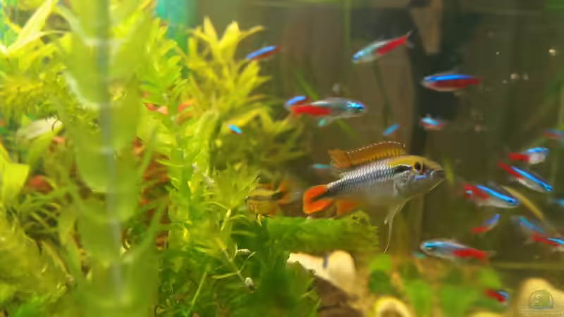 das ist Gerlinde heute und heist jetzt Herkules von SvenDerGroße (16)