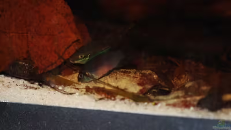 Das ist Harmonie - wie lange noch...? von Cichlid Power (14)