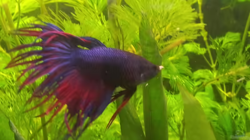 das ist ´Herbert´ der Kampffisch von oliK (14)