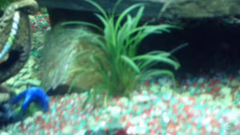 das ist kurzes Gras für Vordergrund wer den Fachnamen kennt bitte mailen von valla88 (4)