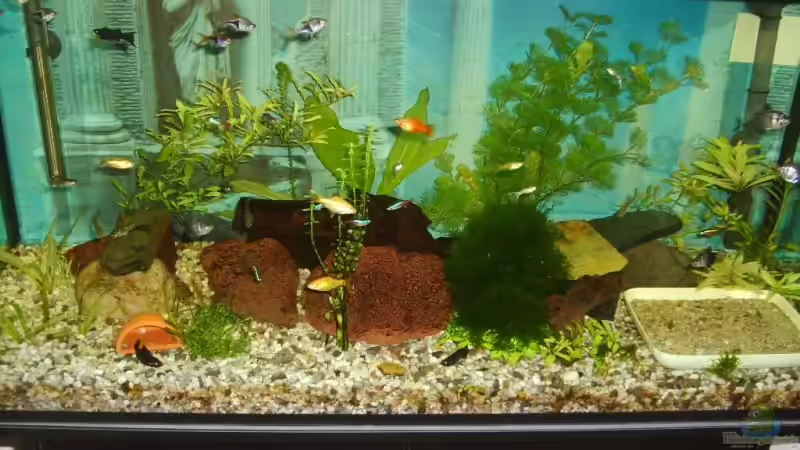 Das ist mein Aquarium. von Silke Schlüter (1)