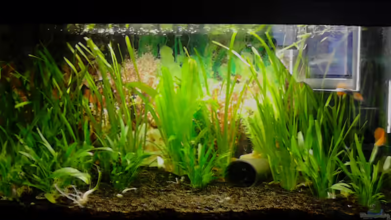 das ist mein Becken heute (nach fast 1 Jahr Laufzeit und 4 ??nderungen von Christina Müller (4)