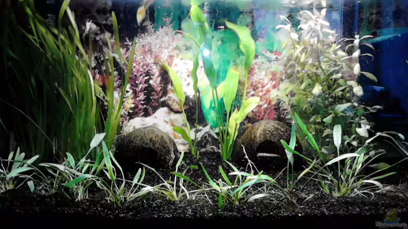 Das ist mein Becken nach der zweiten ??nderung (nach etwa 6 Monaten Laufzeit) von Christina Müller (3)