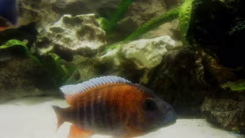 Das ist mein ca. 9 Jahre alter Aulonocara eureka leider am 31.03.2010 verstorben von Thomas Fricke (12)