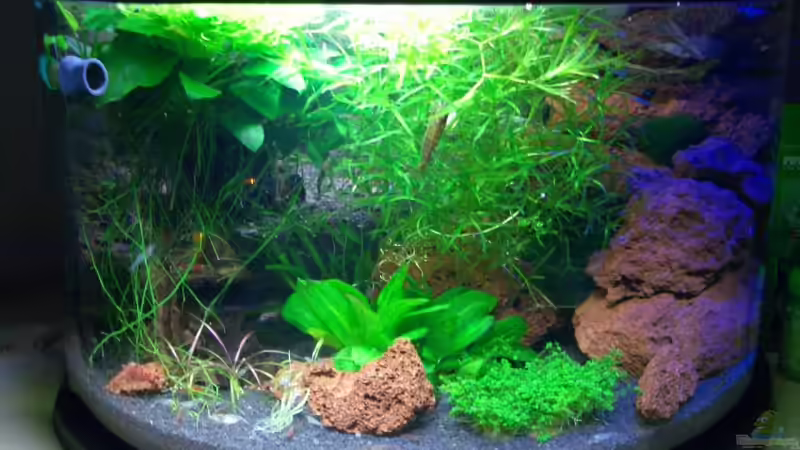 Das ist mein Gro??es Becken von Harry Otterbach (1)